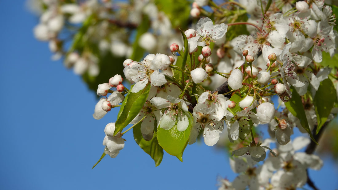 A Tale of Two Pears: Capital vs. Cleveland Select Ornamental Pears