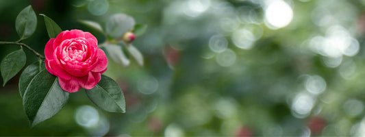 Camelias - Japonica or Sasanqua?