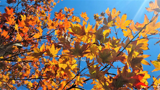 Why do Deciduous Trees lose their leaves?