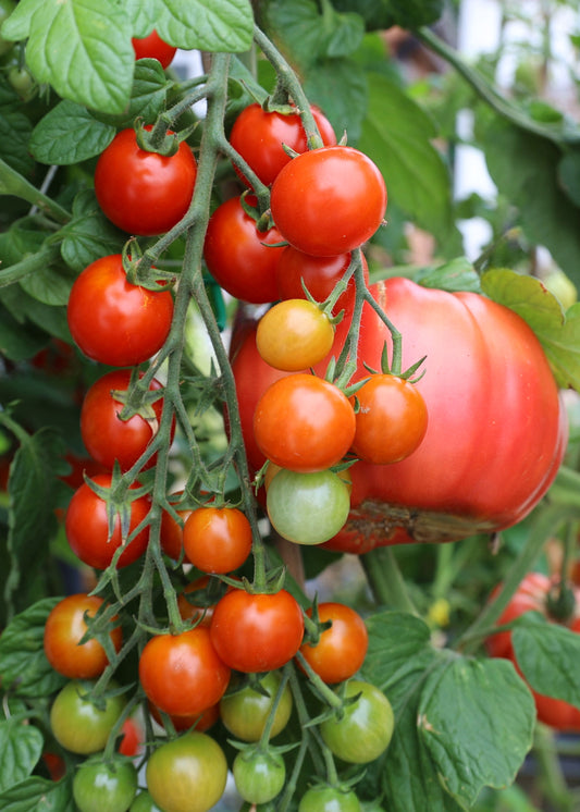 All About Tomatoes