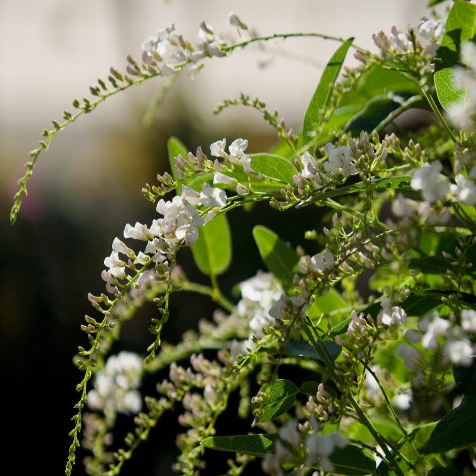 Hardenbergia White Out - 140mm