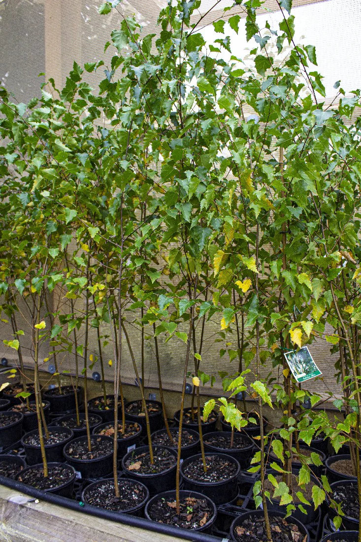 BETULA ALBA SILVER BIRCH POTTED 250MM