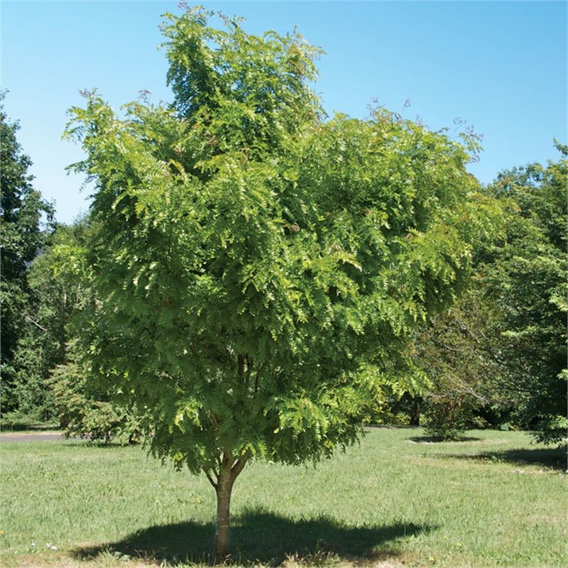 GLEDITSIA ELEGANTISSIMA BR