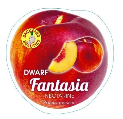 DWARF NECTARINES FANTASIA BR