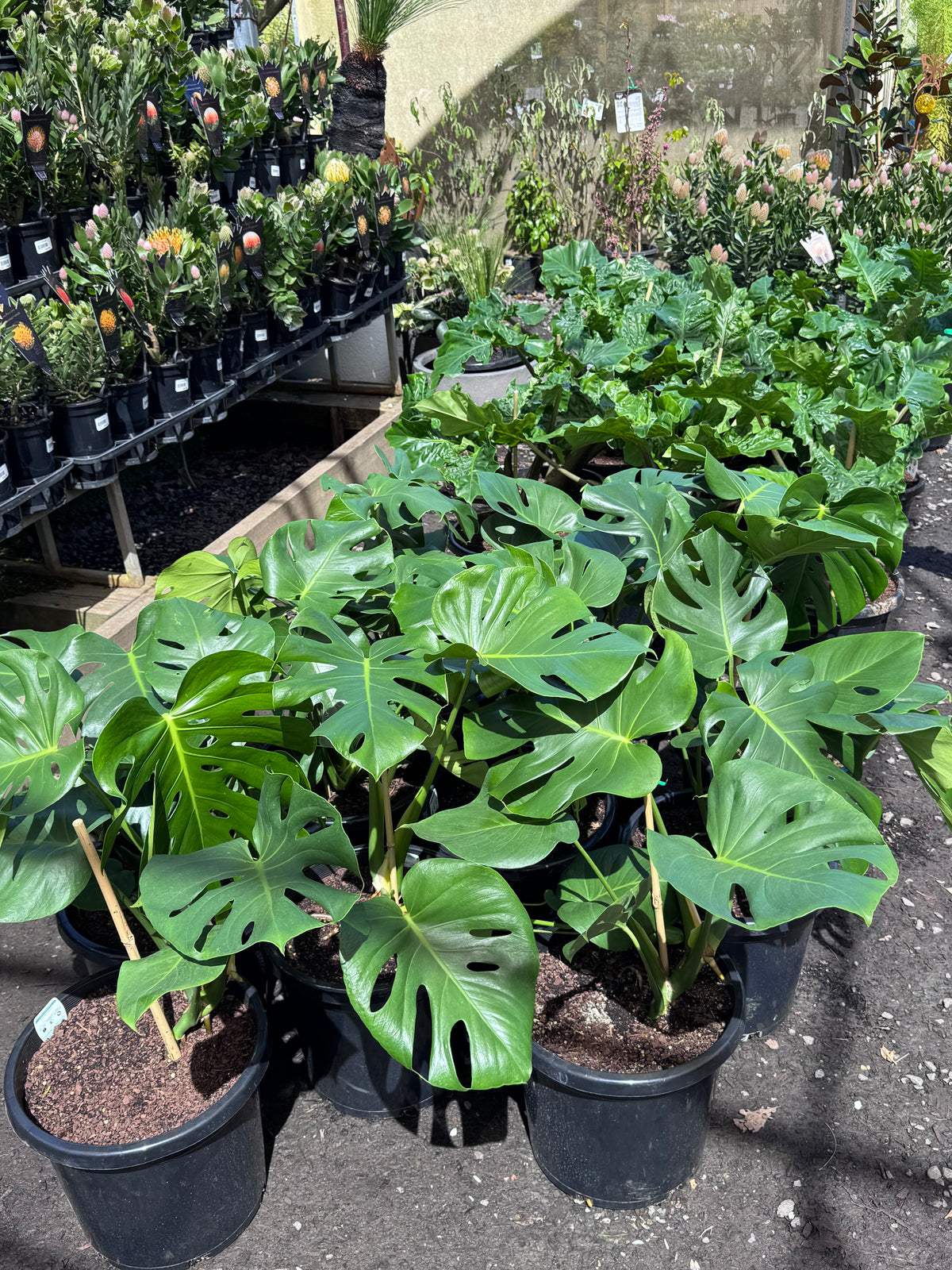 MONSTERA - 300MM