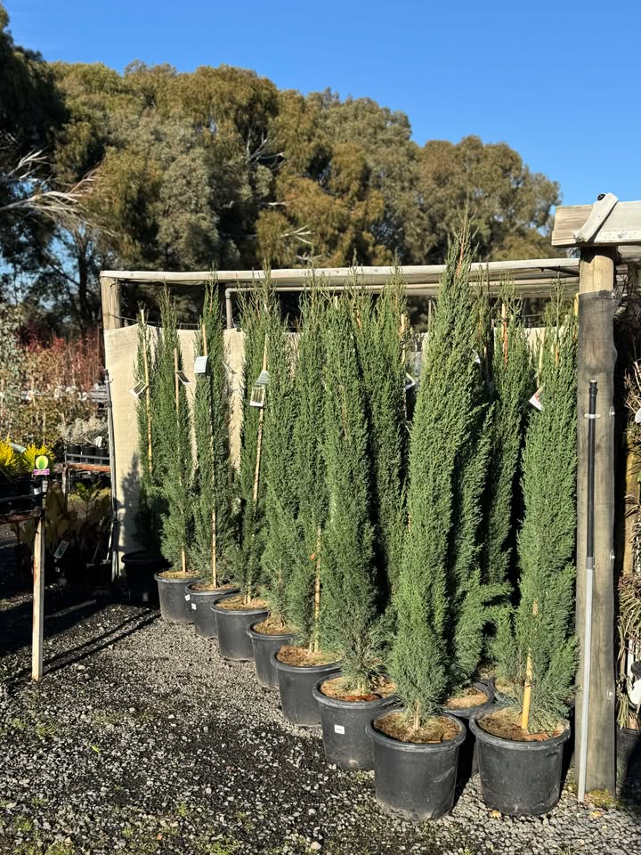 CUPRESSUS SEMPERVIRENS GLAUCA PENCIL PINE 330MM