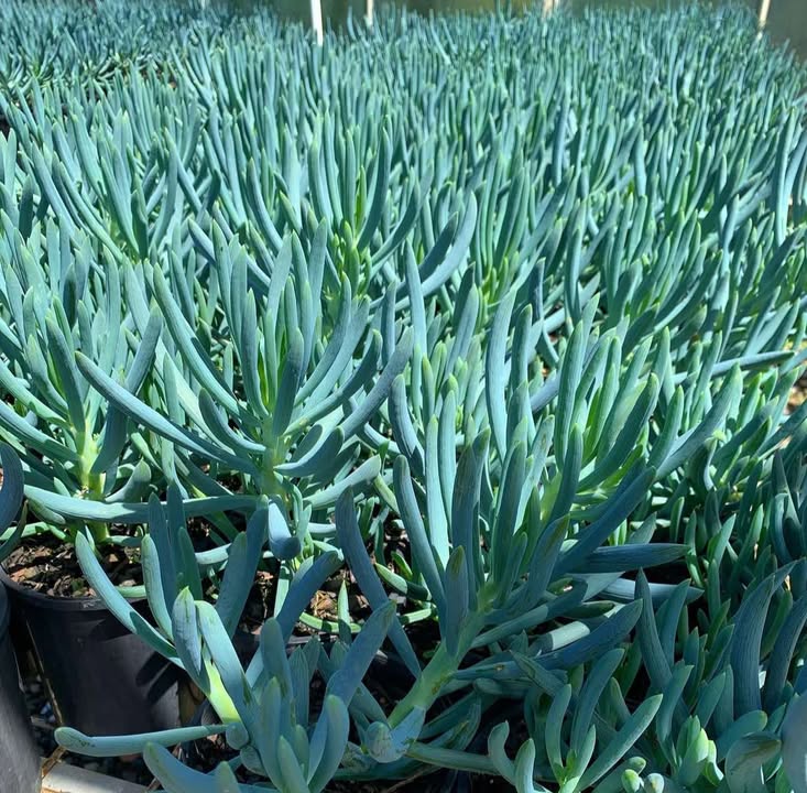 Senecio Serpens ‘Blue Chalk Sticks’ - 140mm