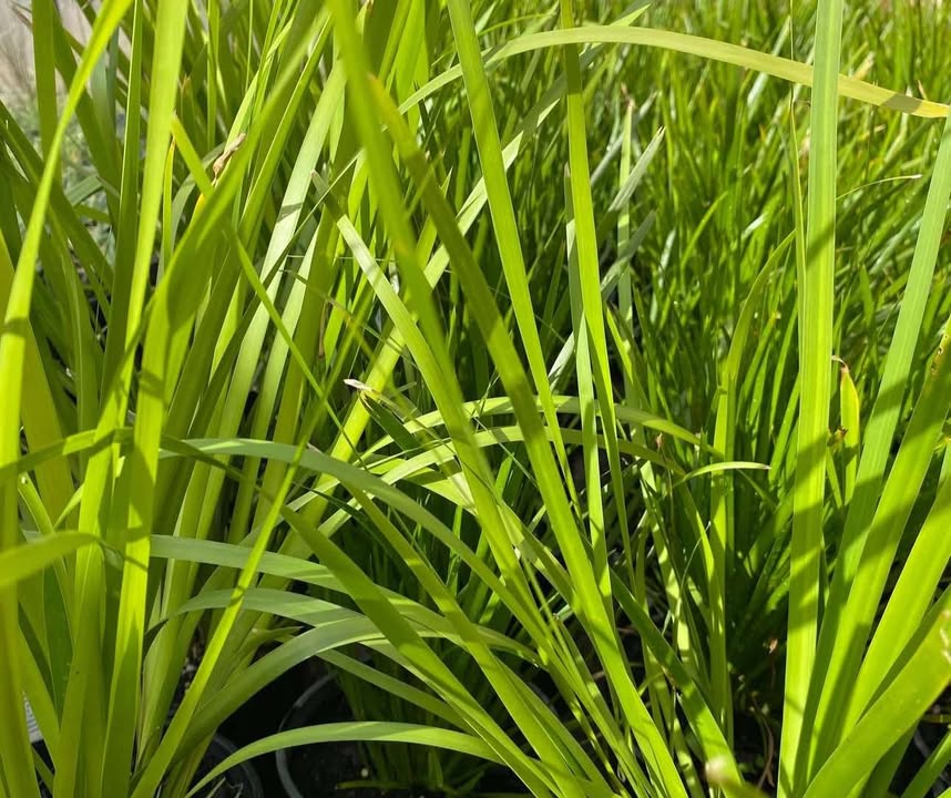 Lomandra Hystrix 'Mat Rush' - 140mm
