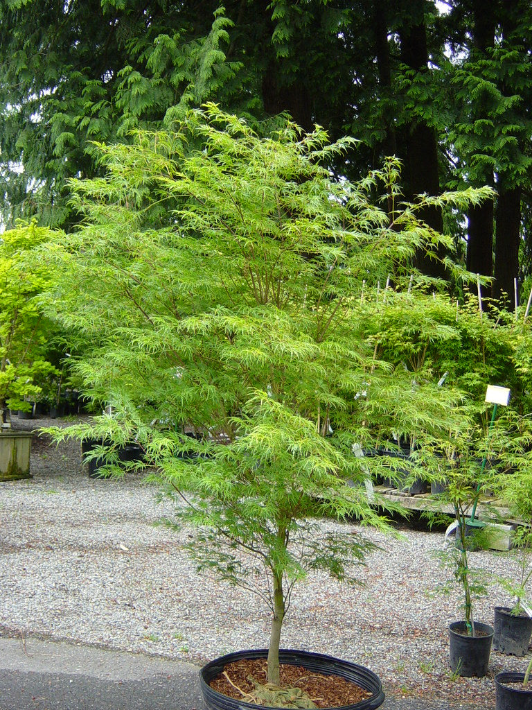ACER PALMATUM DISSECTUM SEIRYU BR