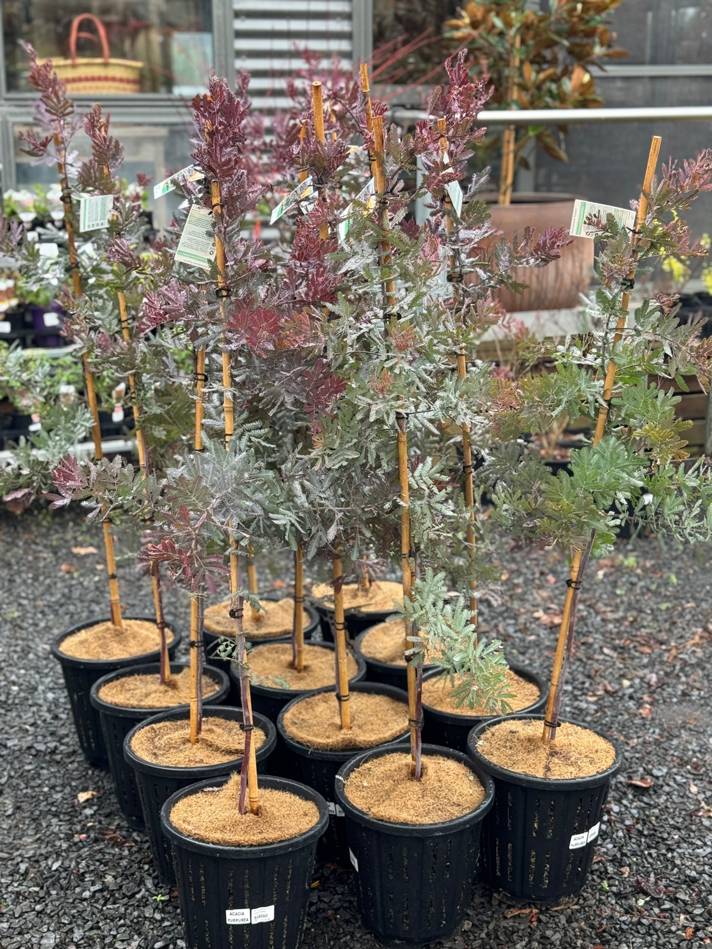 Acacia baileyana ‘Purpurea’ - 250mm