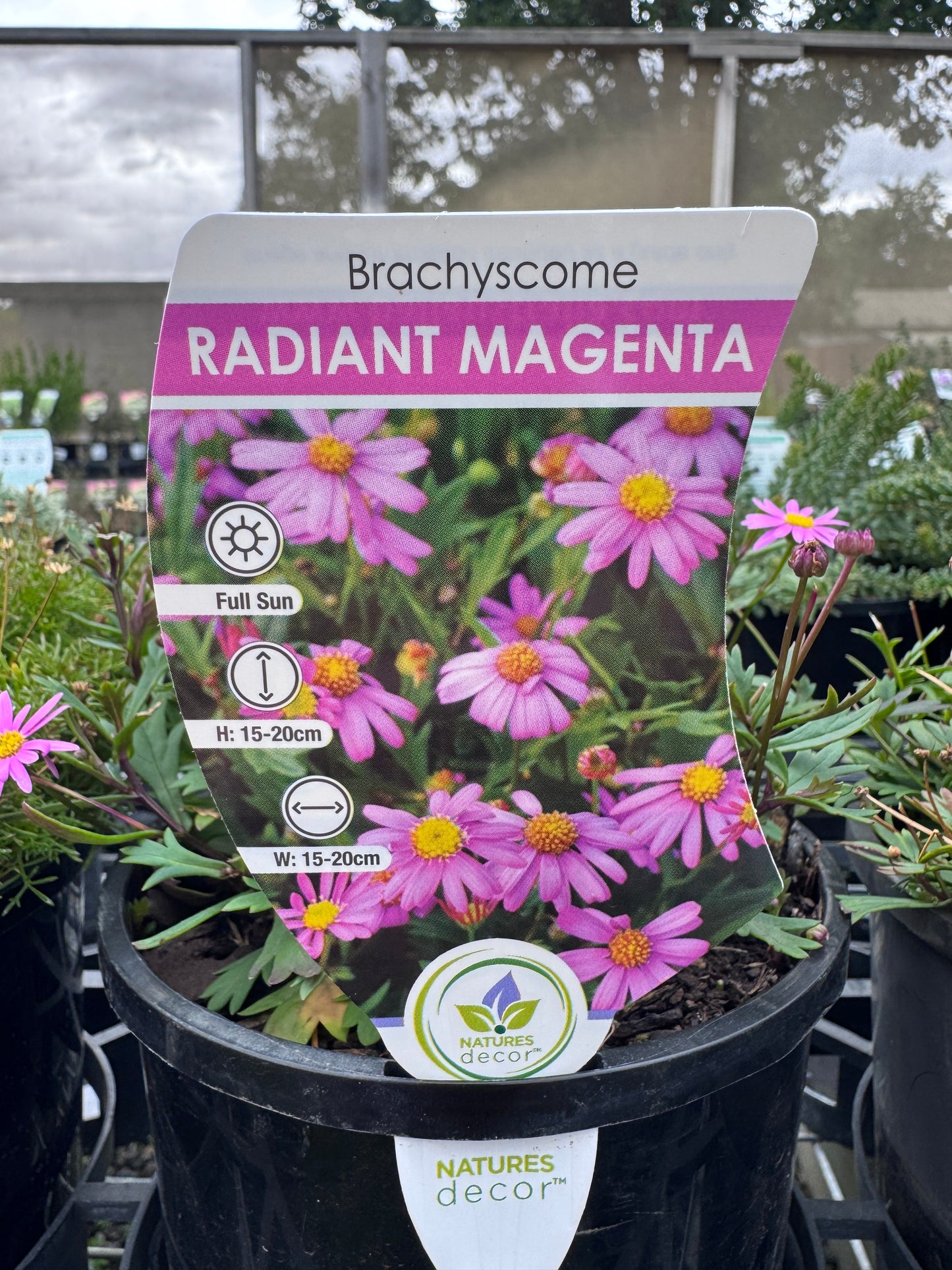 Brachyscome Radiant Magenta - 140mm