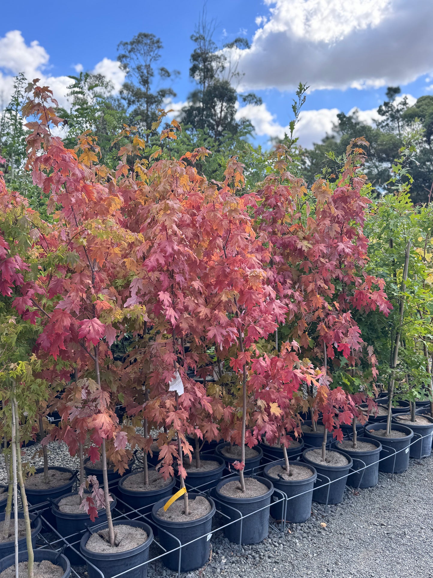 Autumn Blaze 330mm