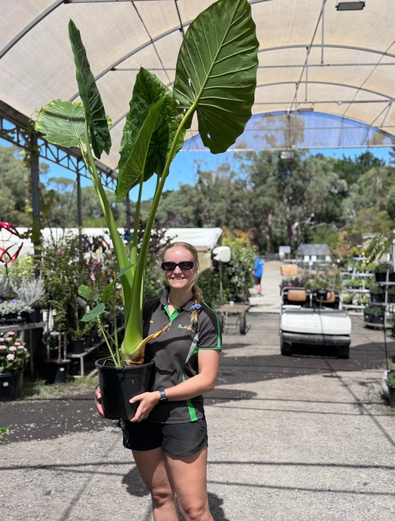 Alocasia Giant Elephant Ears