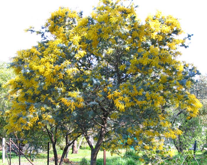 ACACIA BAILEYANA PURPUREA COOTAMUNDRA WATTLE 140MM