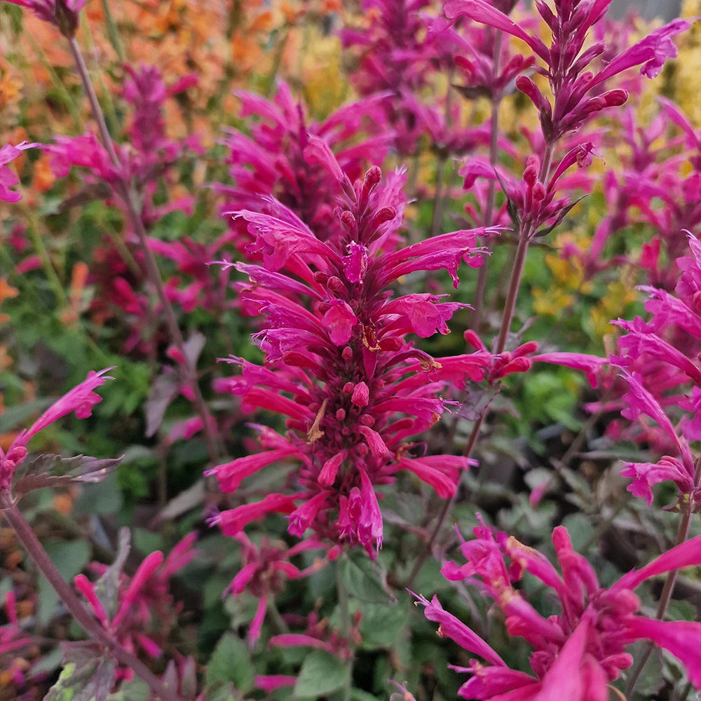 AGASTACHE MORELLO 140MM
