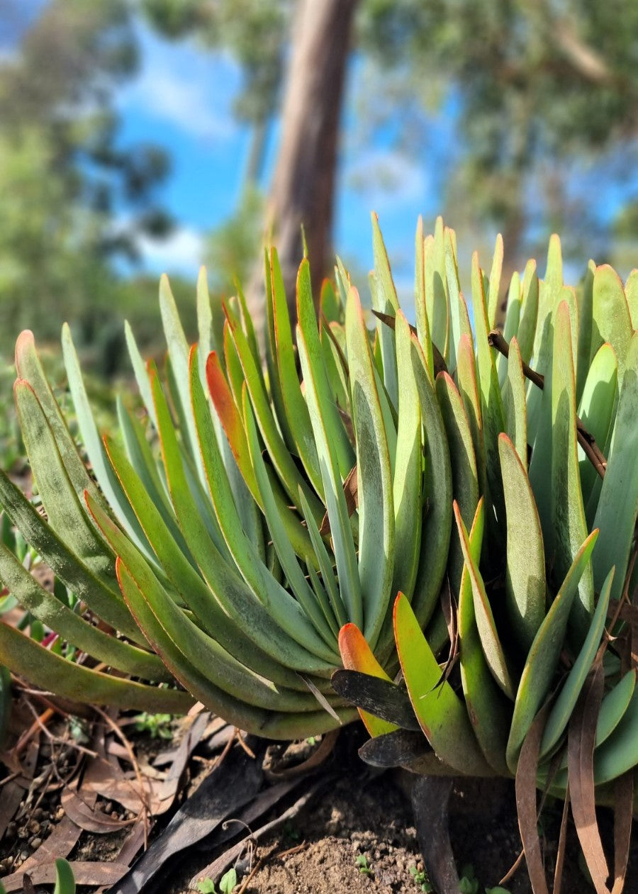 ALOE PLICATILIS FAN 200MM