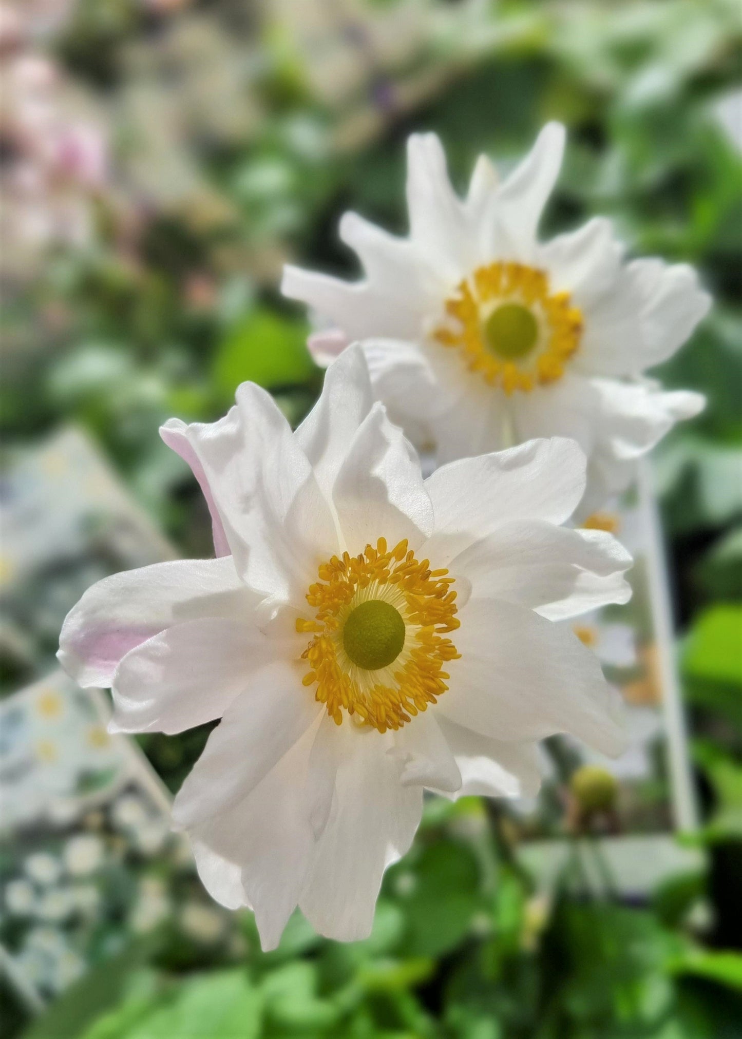 ANEMONE SNOW ANGEL 140MM