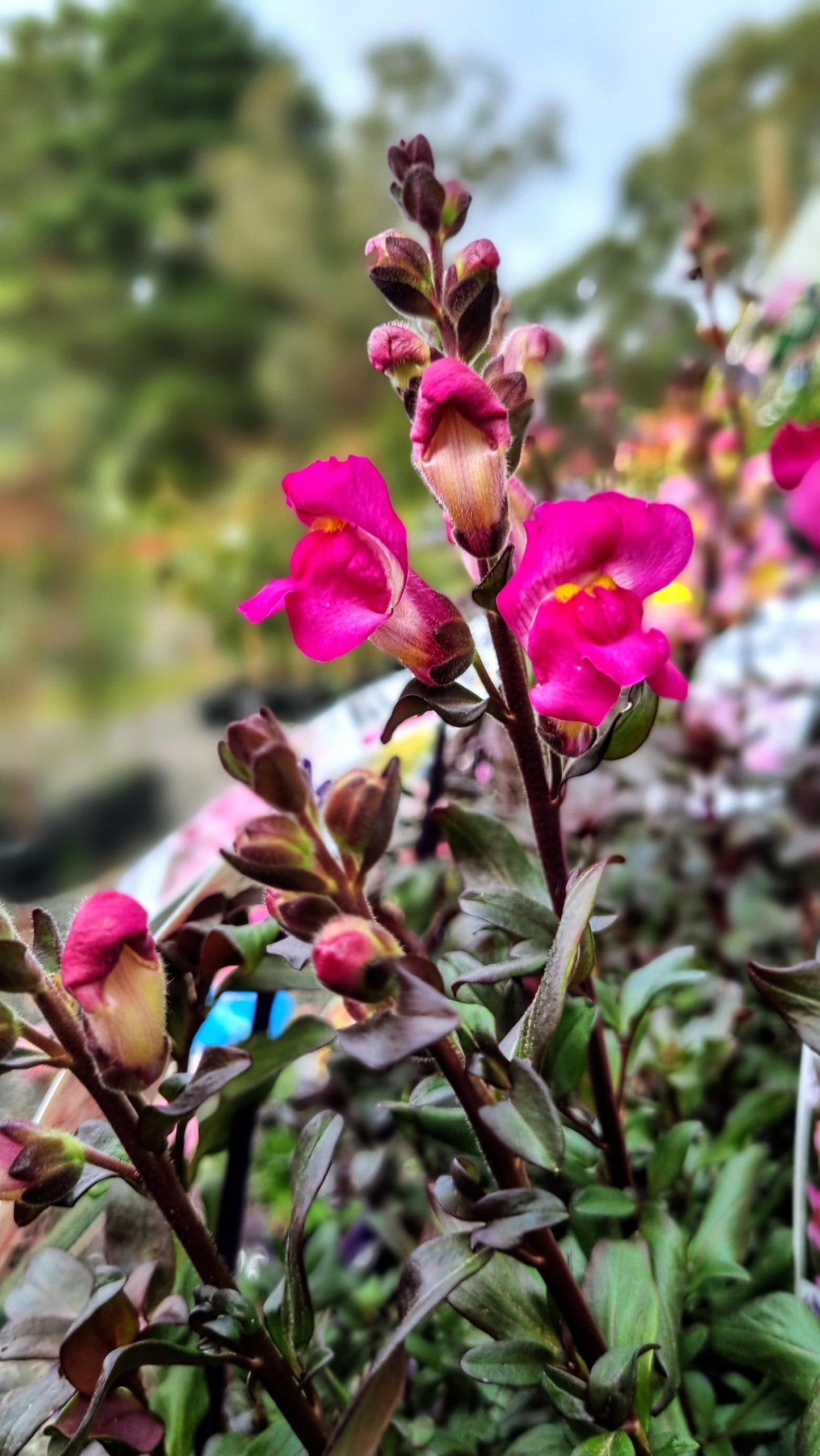 ANTIRRHINUM RASPBERRY SNAP IN BLACK 140MM