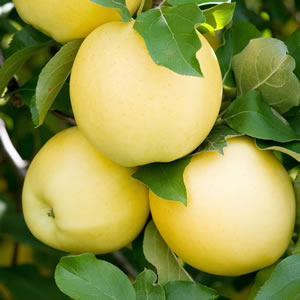 APPLE GOLDEN DELICIOUS BR