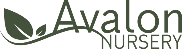 Avalon Nursery