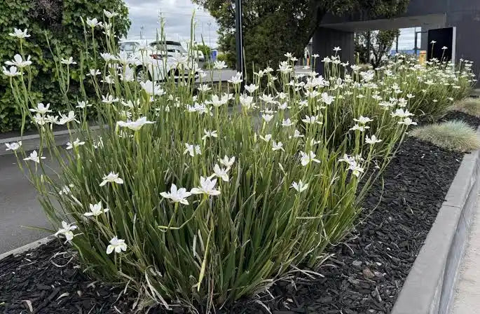 Dietes Iridioides - 140mm