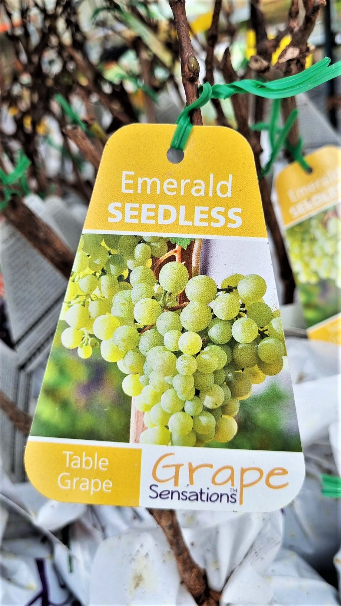 BR GRAPE EMERALD SEEDLESS