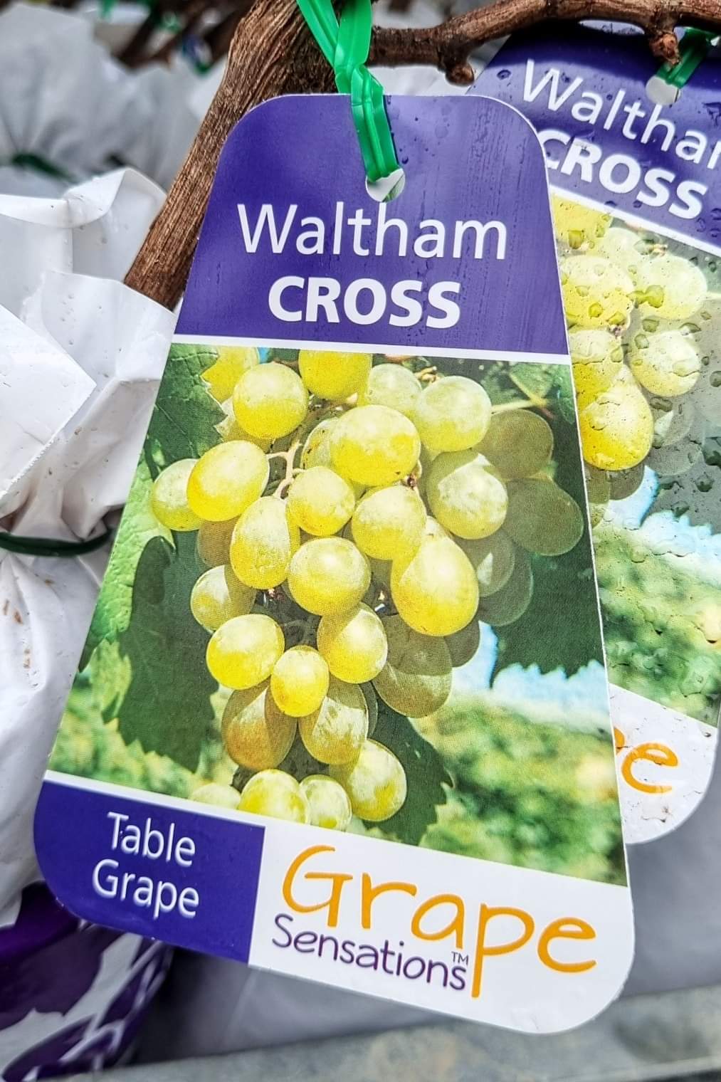 BR GRAPE WALTHAM CROSS SEEDLESS