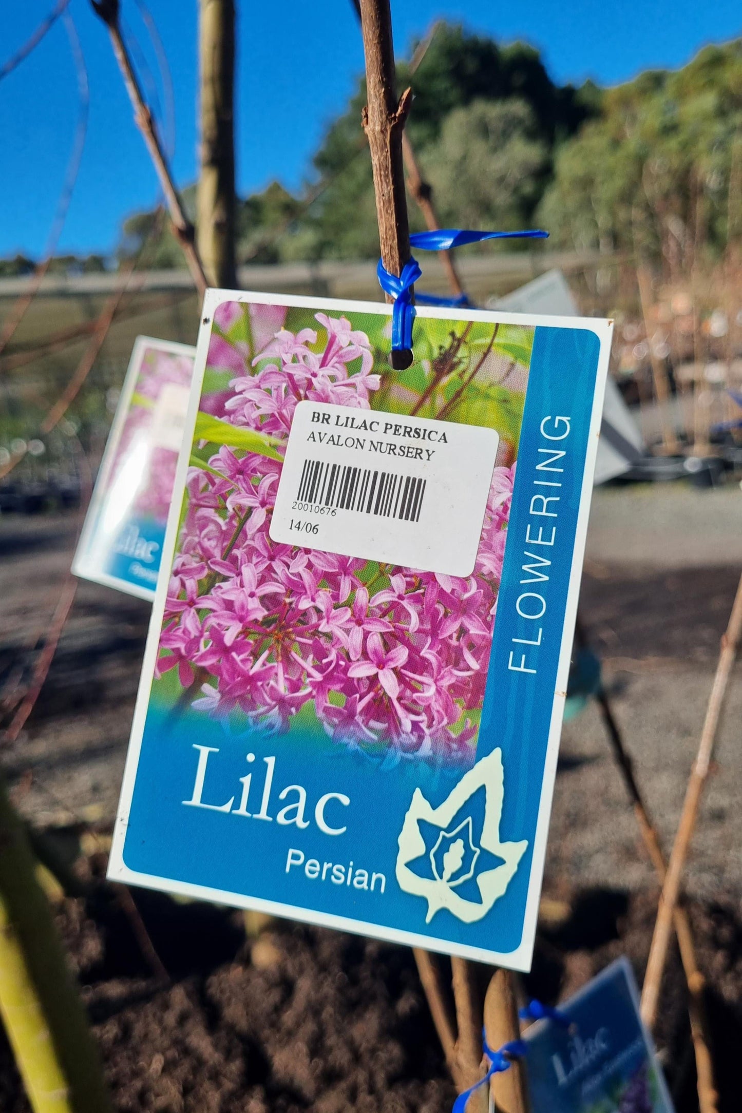 LILAC SYRINGA PERSICA PERSIAN LILAC BR