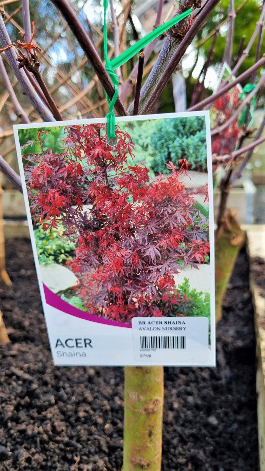 ACER PALMATUM SHAINA BR