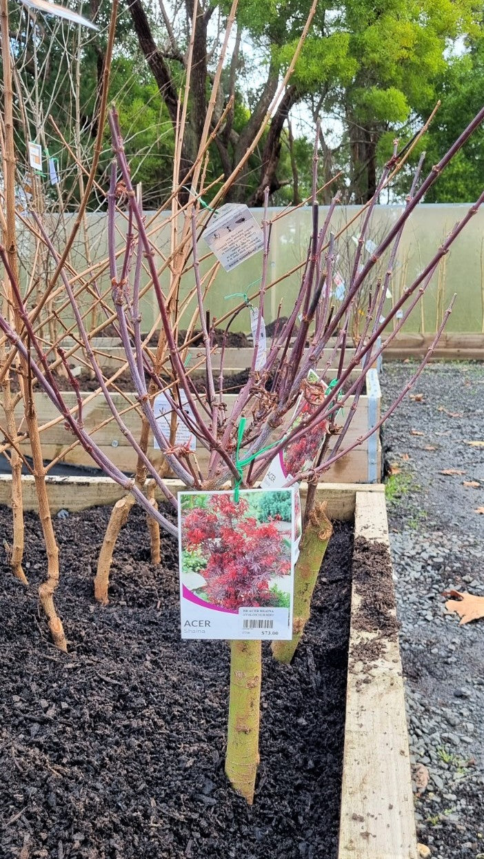 ACER PALMATUM SHAINA BR