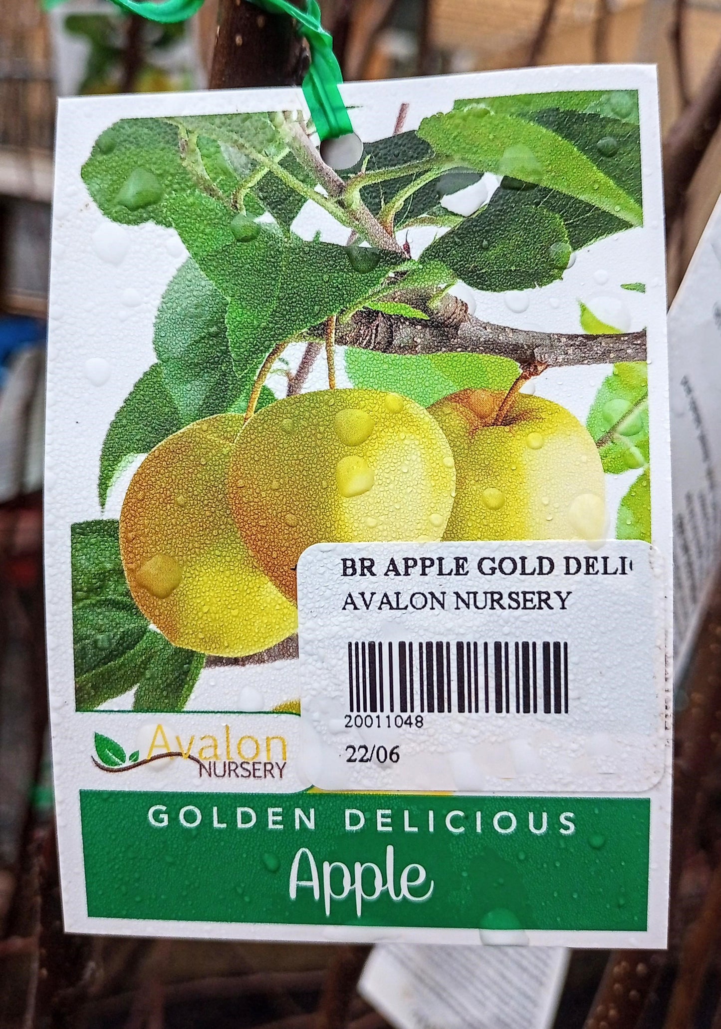 APPLE GOLDEN DELICIOUS BR