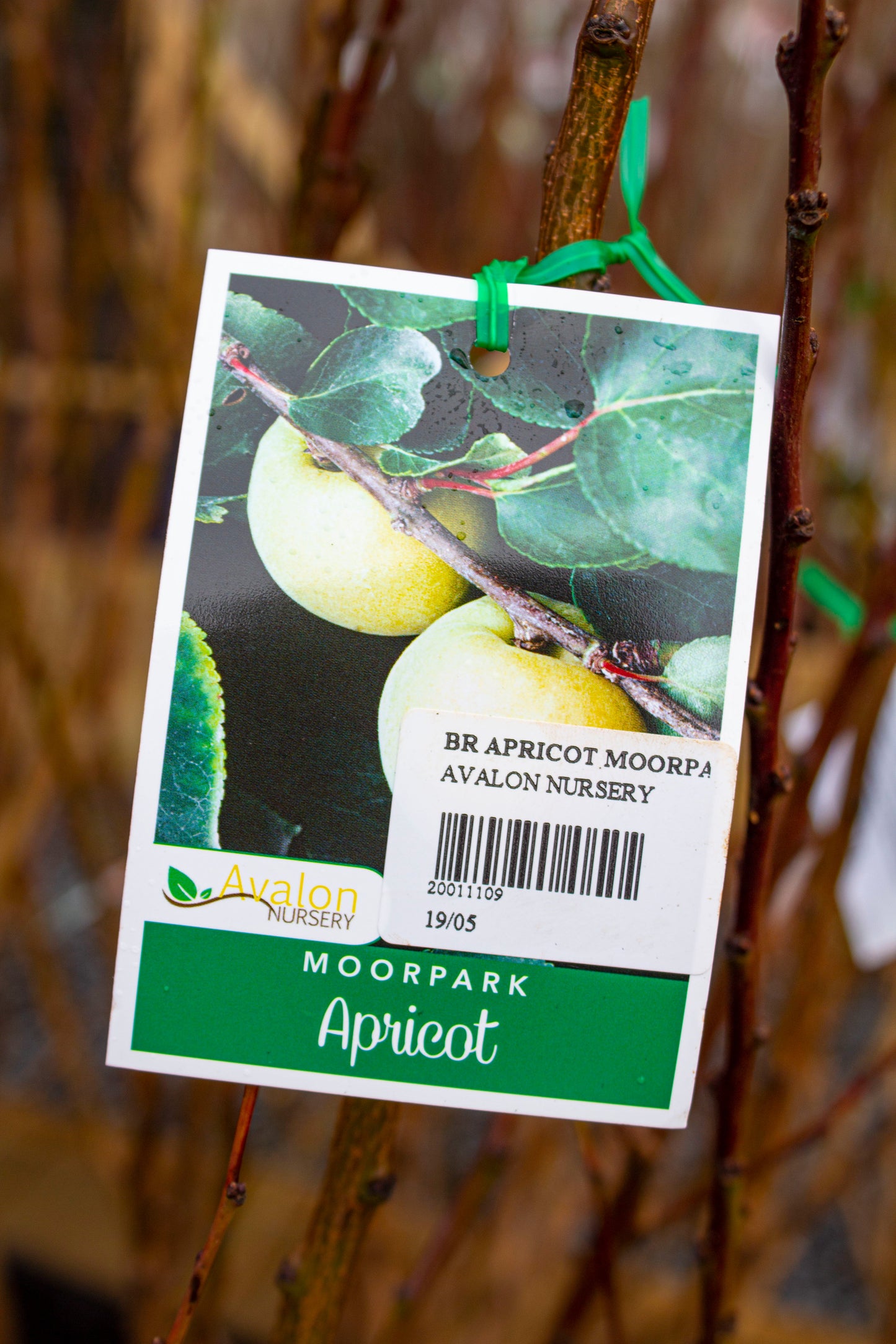 APRICOT MOORPARK BR