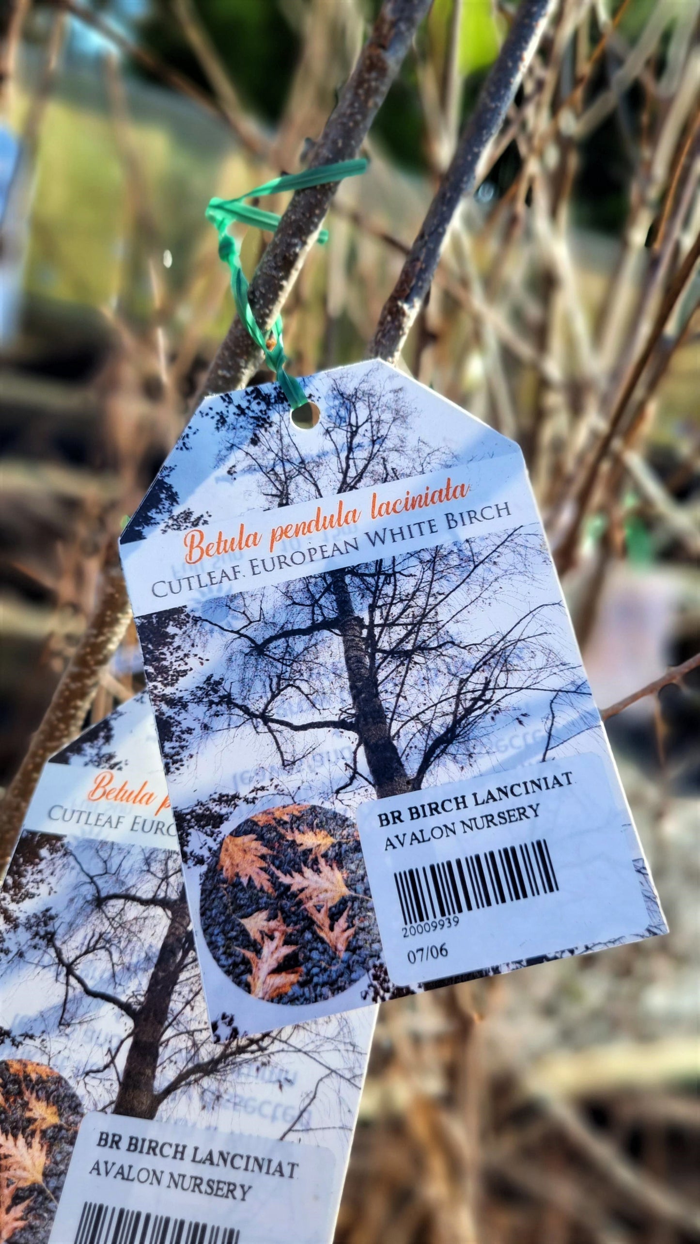 BETULA LANCINIATA CUT LEAF BIRCH BR