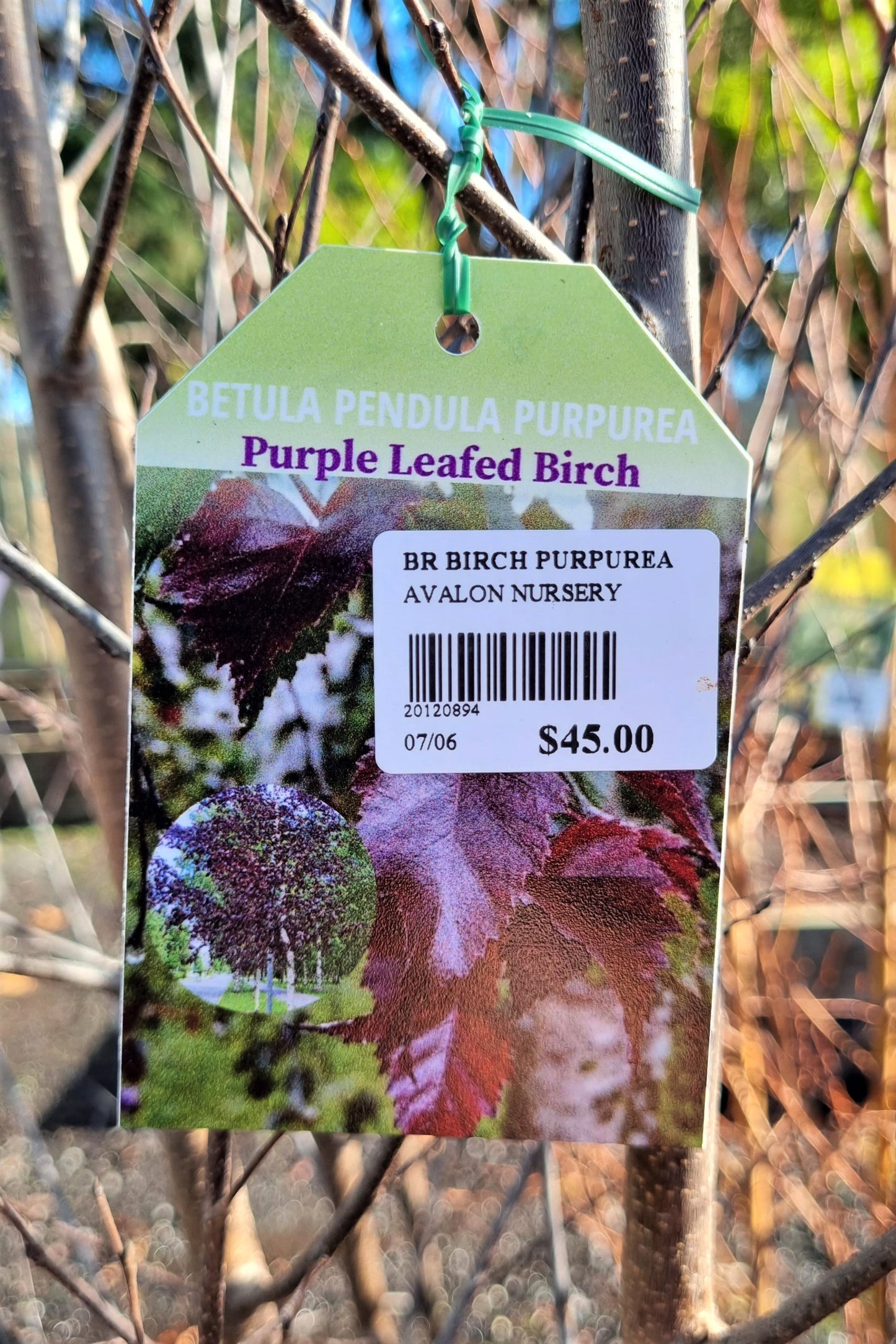 BETULA PURPUREA PURPLE LEAF BIRCH BR