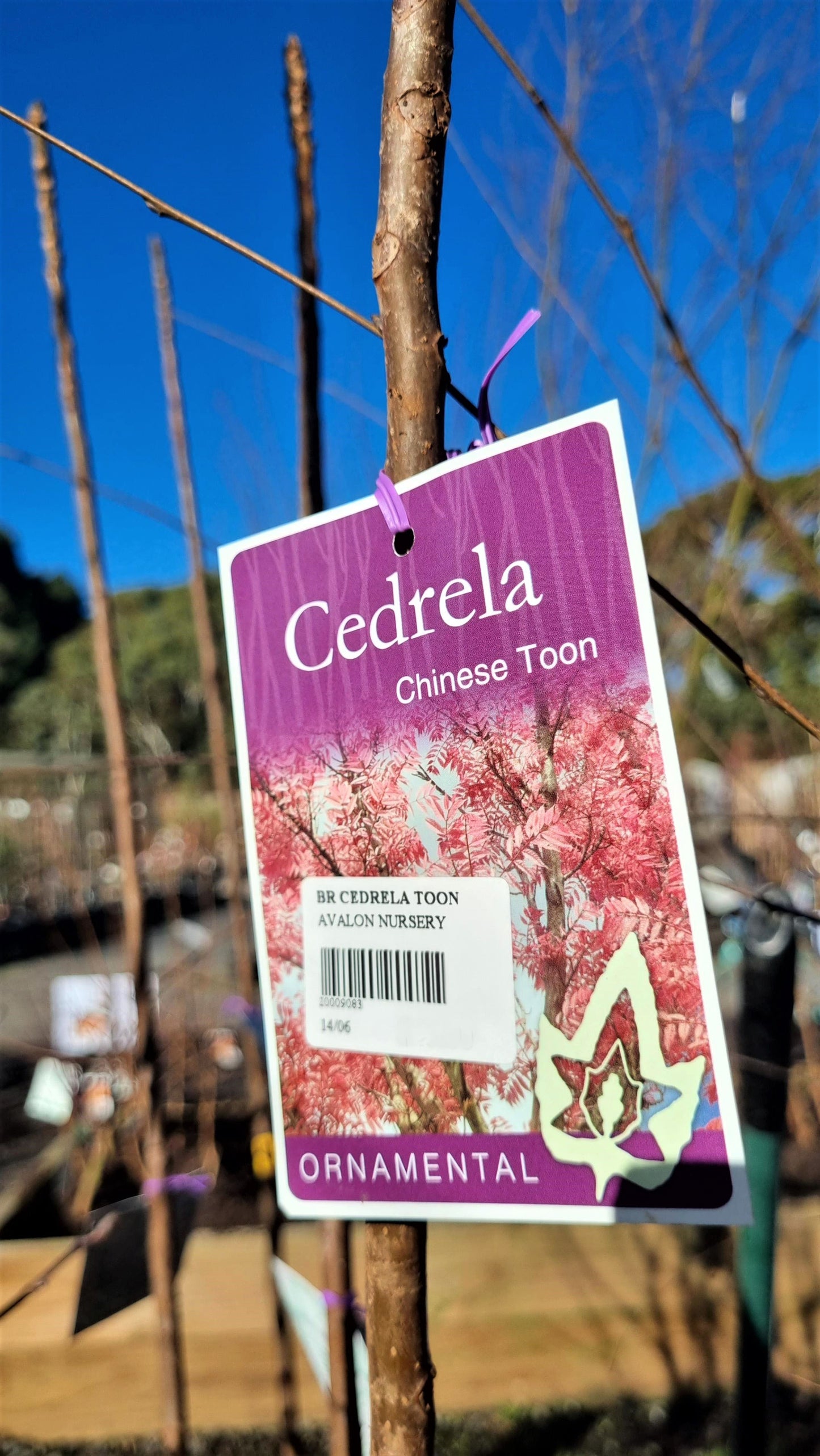 CEDRELA SINENSIS CHINESE TOON BR