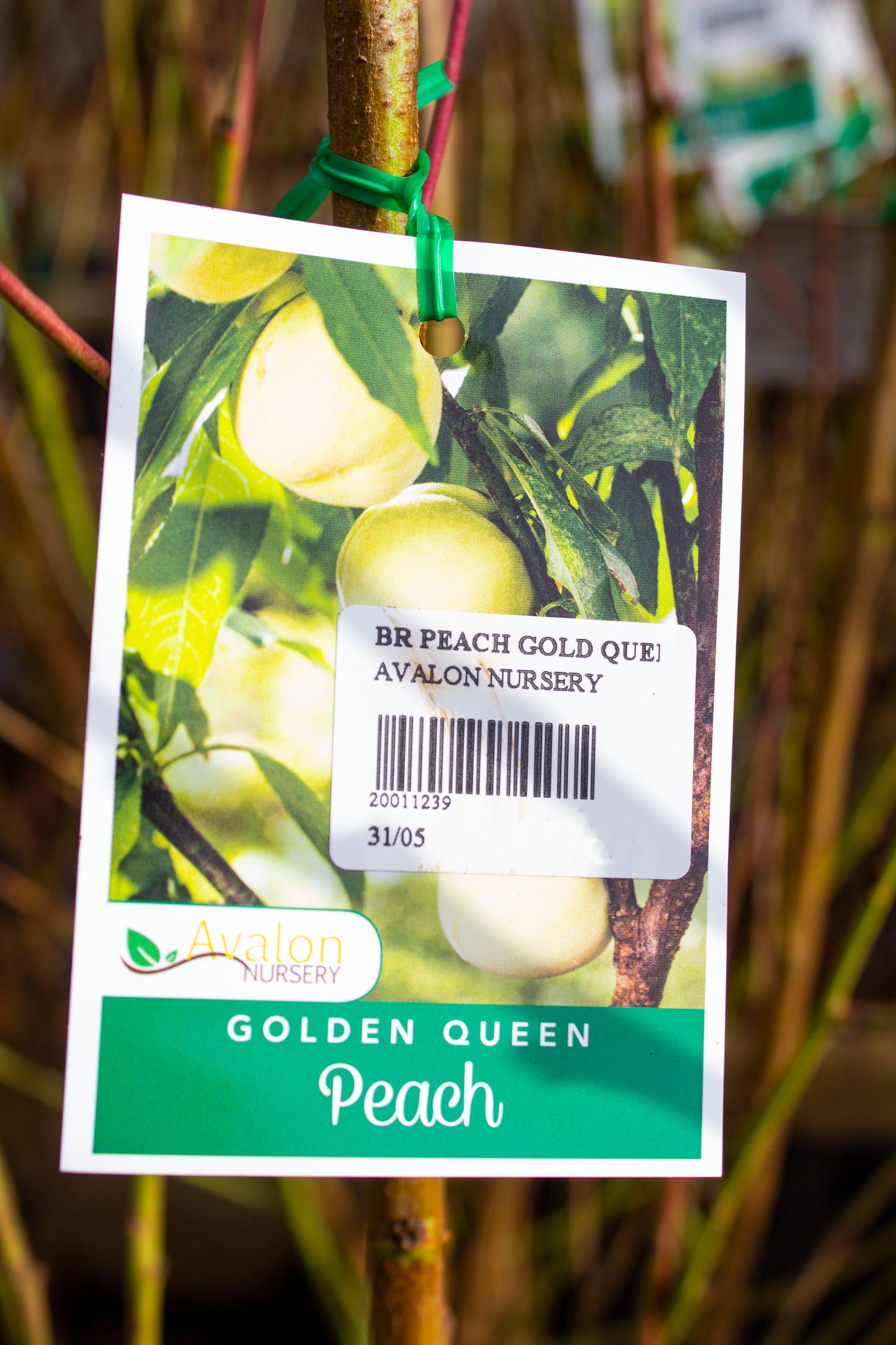 PEACH GOLDEN QUEEN BR