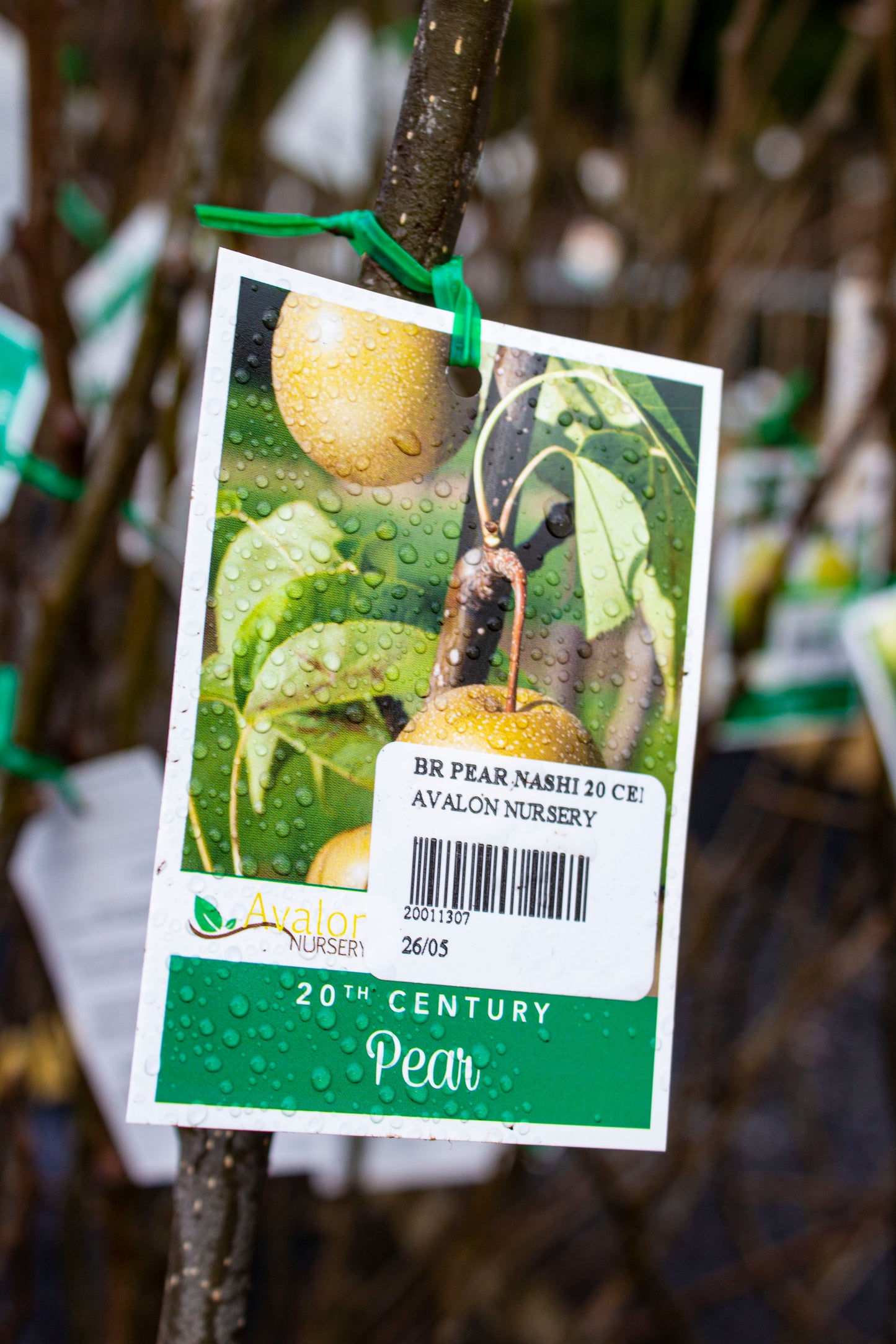 PEAR 20TH CENTURY NASHI BR