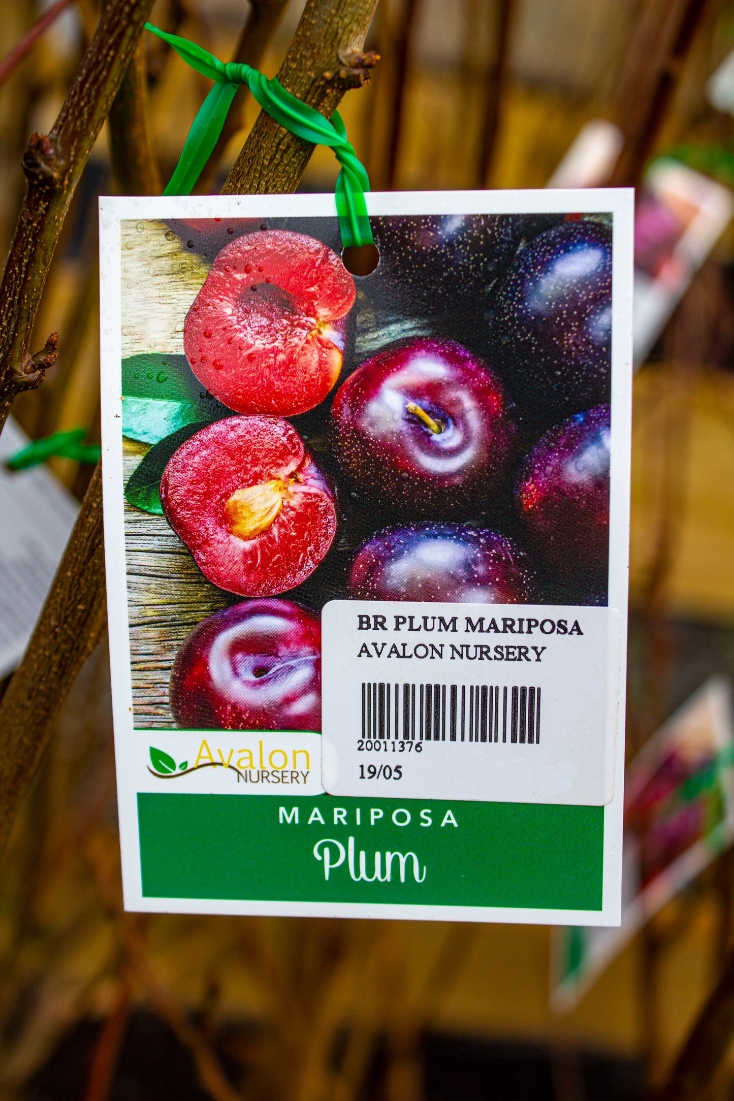 PLUM MARIPOSA BR