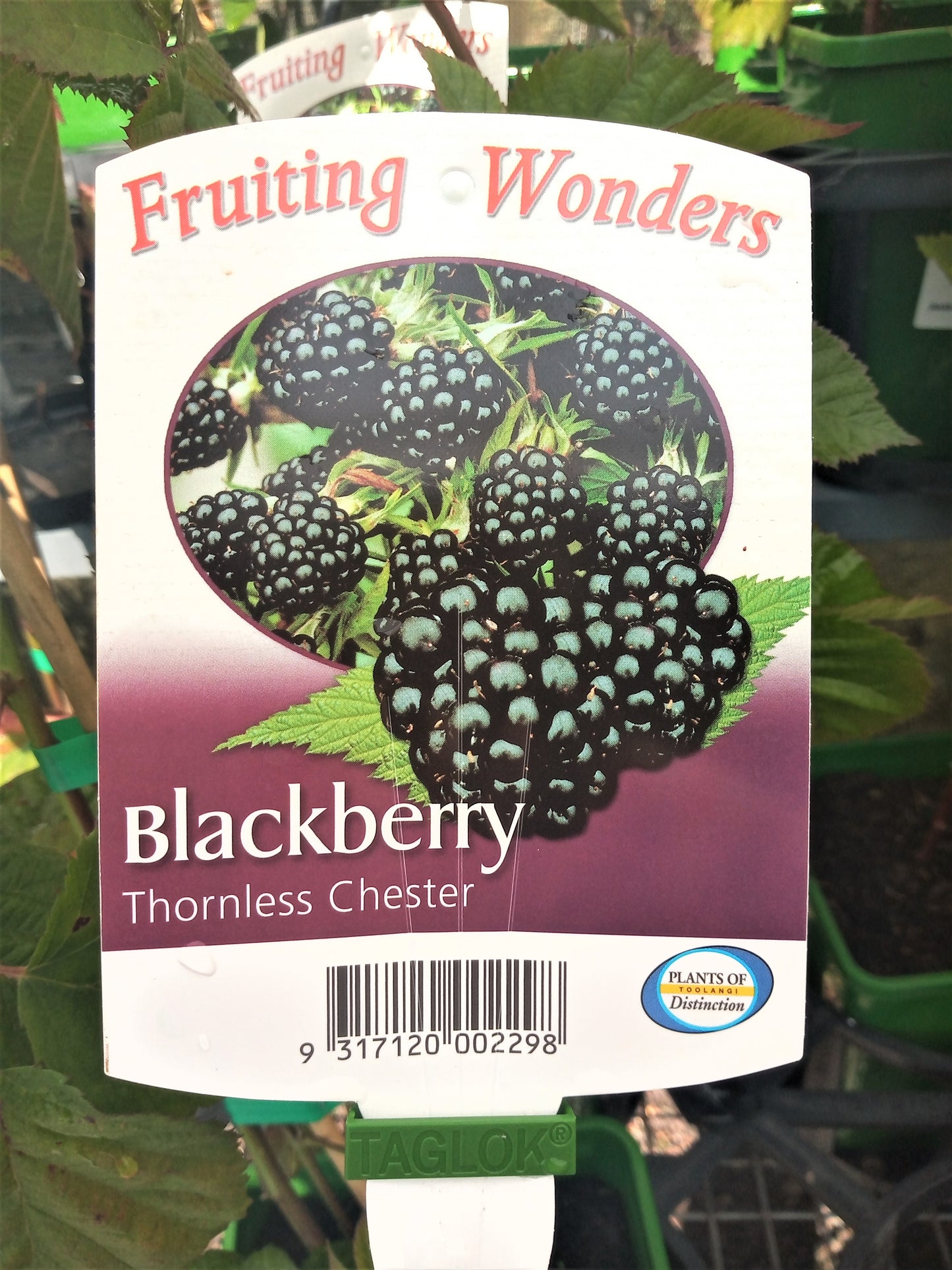 BLACKBERRY THORNLESS CHESTER 2 LITRE