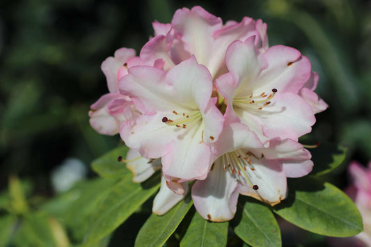 RHODODENDRON BRUCE BRECHTBILL 200MM