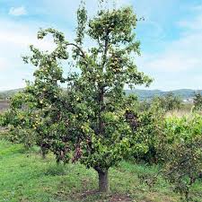 PEAR BUERRE BOSC BR