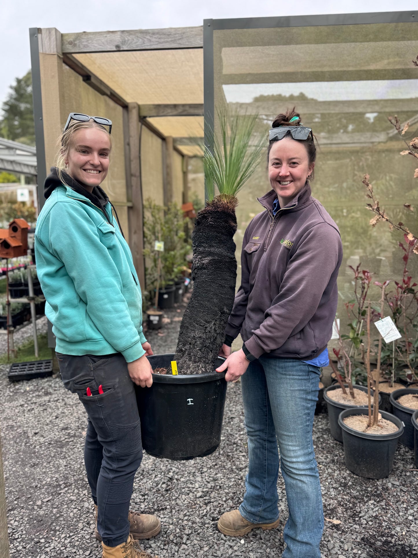 Advanced Xanthorrhoea (Grass Tree)