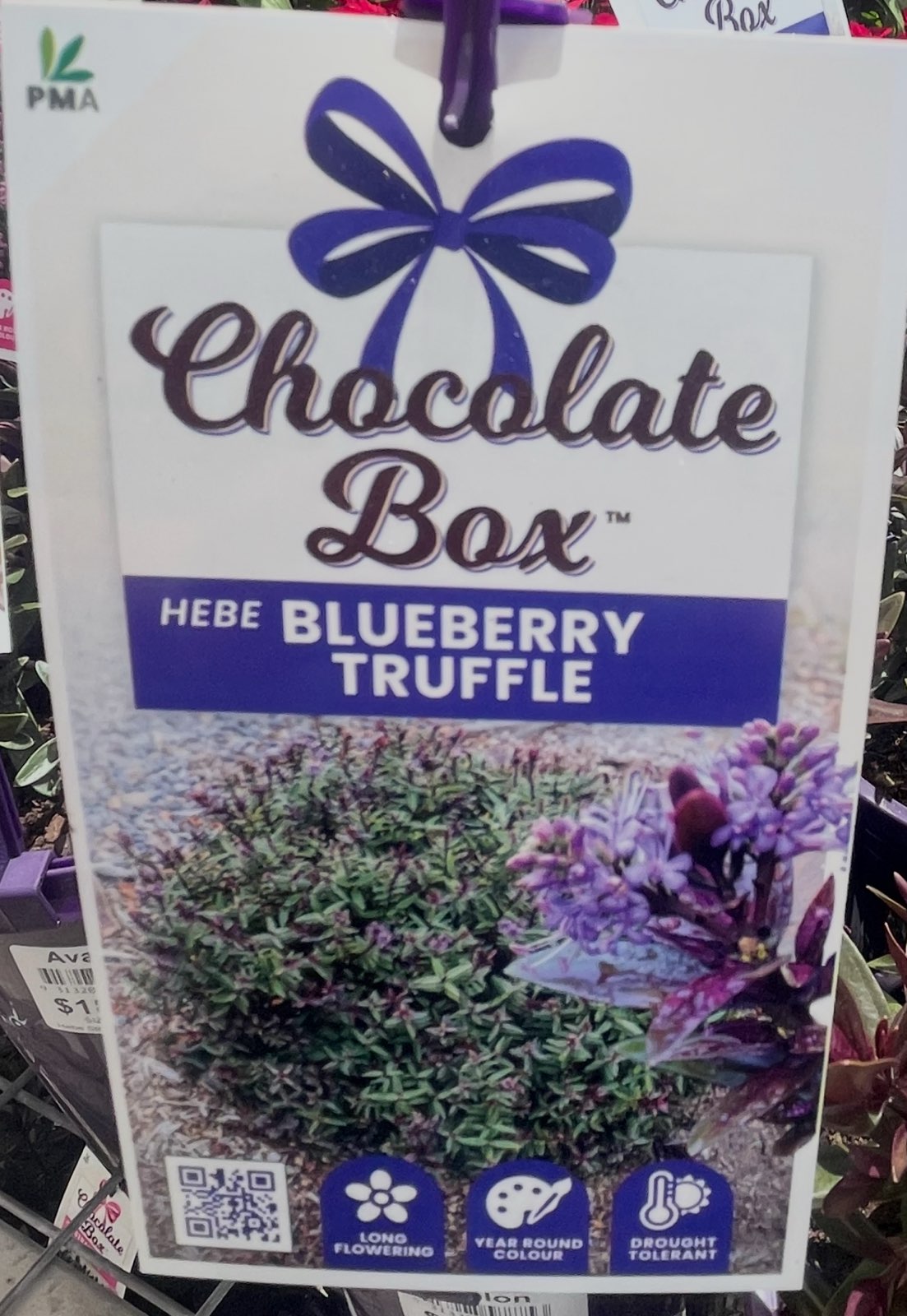 HEBE CHOCOLATE BOX BLUEBERRY TRUFFLE 140MM
