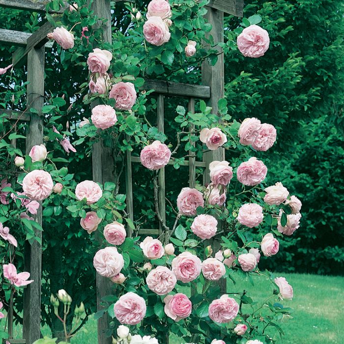 CLIMBING ROSE RED PIERRE DE RONSARD