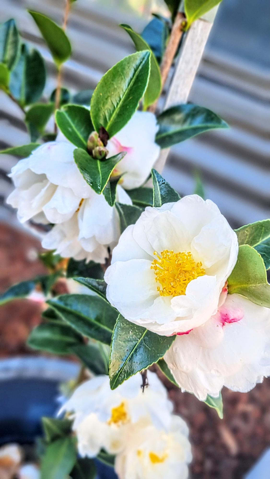 CAMELLIA ASAKURA 200MM