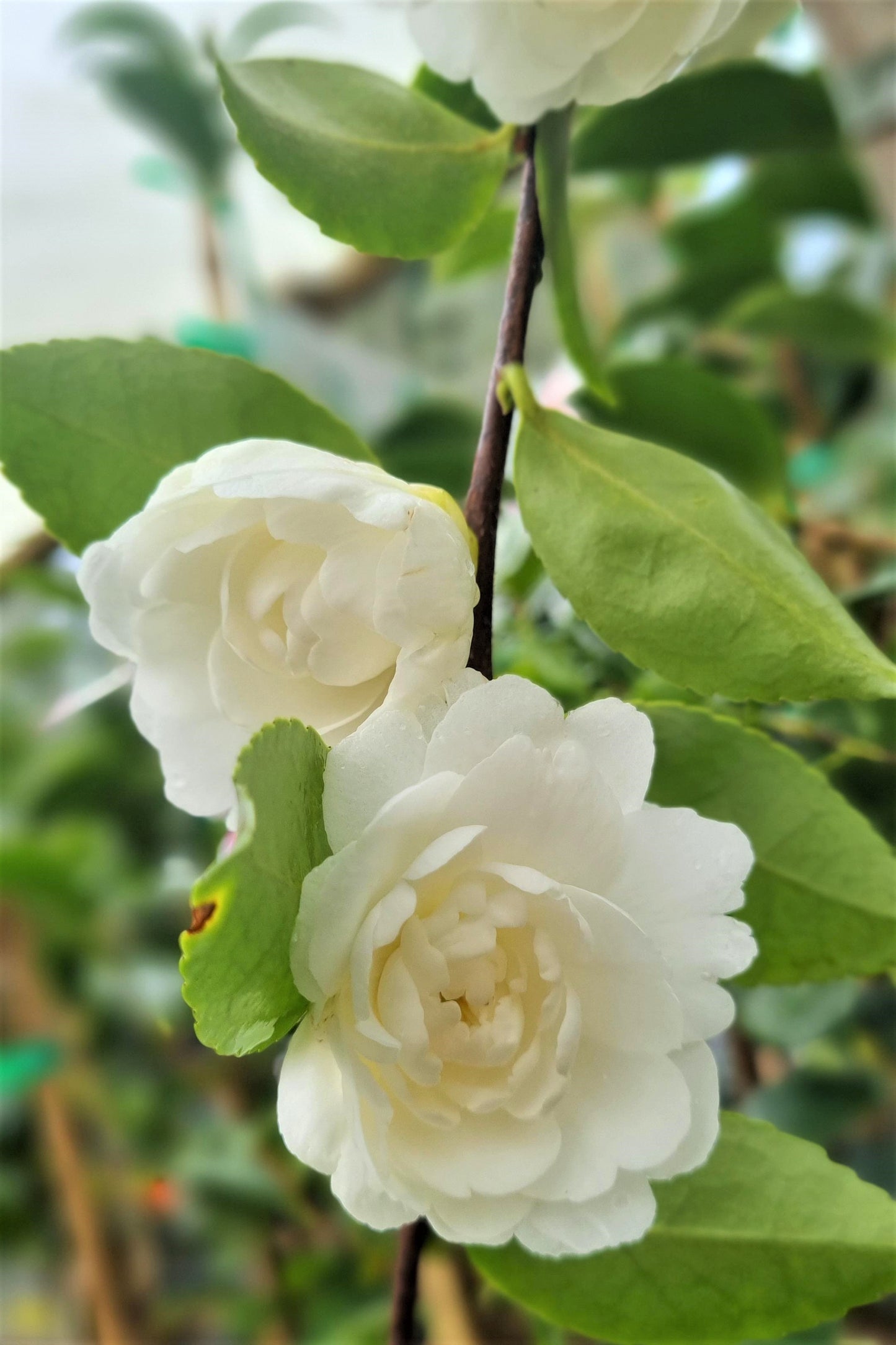 CAMELLIA SASANQUA MINE NO YUKI 200MM