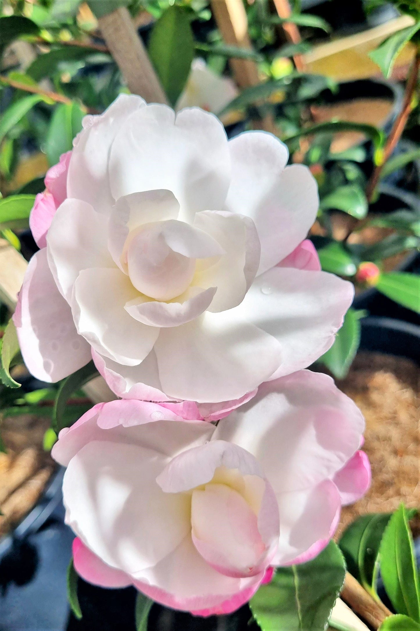 CAMELLIA PARADISE PEARL 200MM