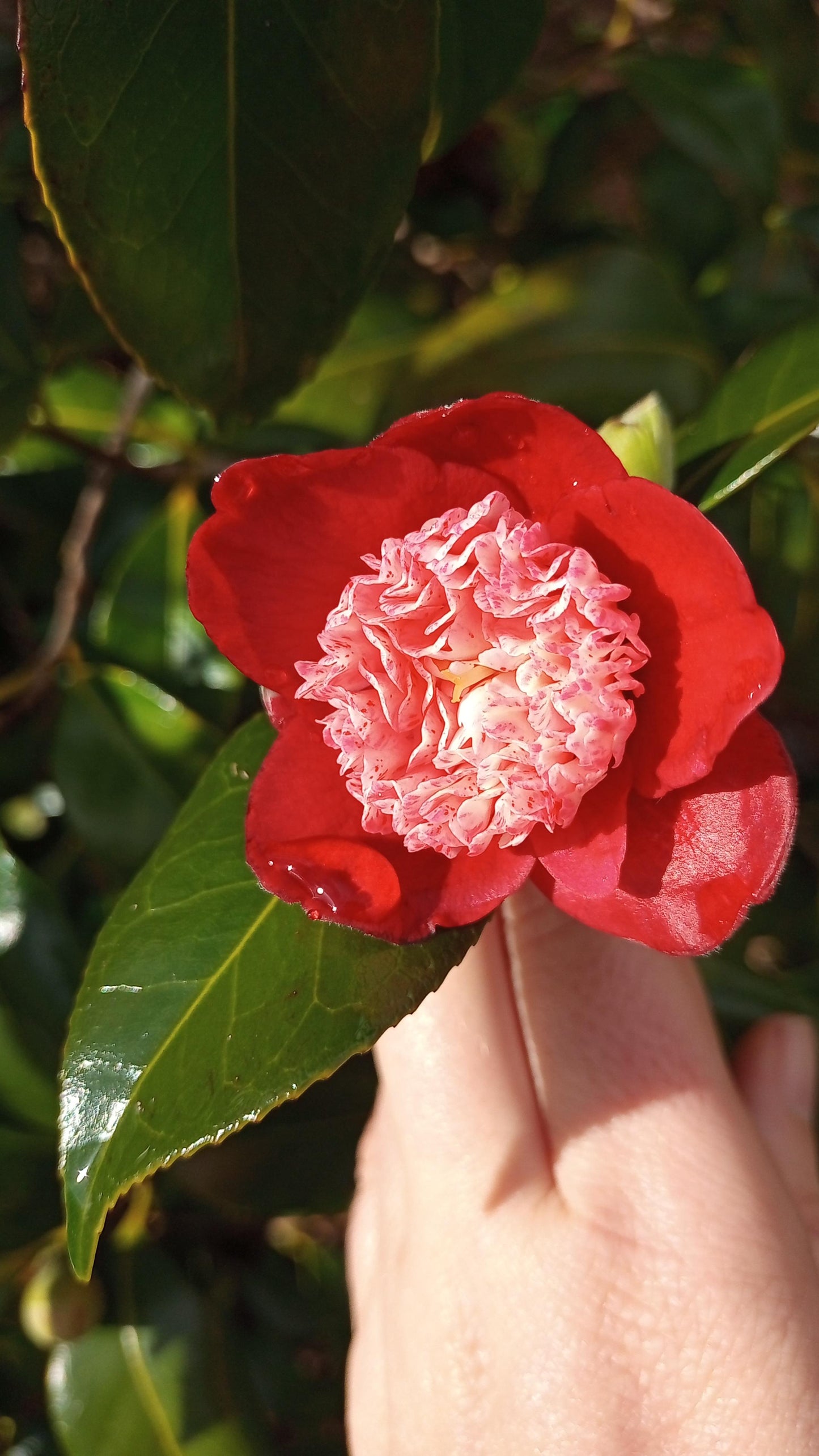 CAMELLIA JAPONICA TINSIE 200MM