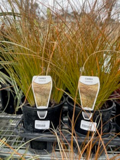 CAREX TESTACEA ORANGE SEDGE 140MM