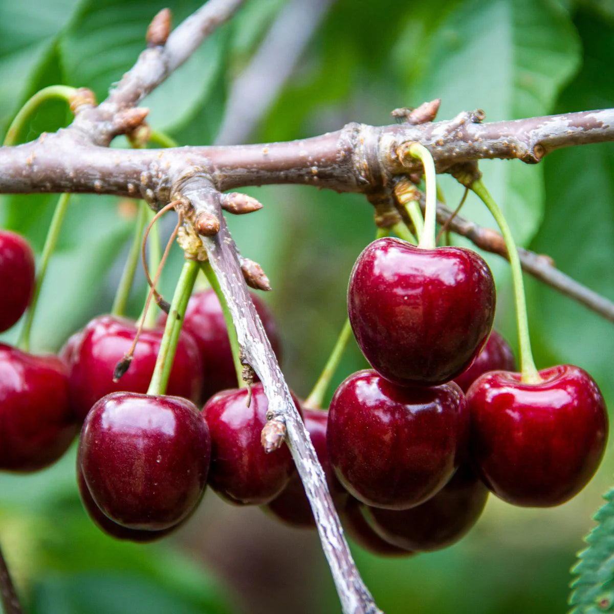 CHERRY LAPINS BR